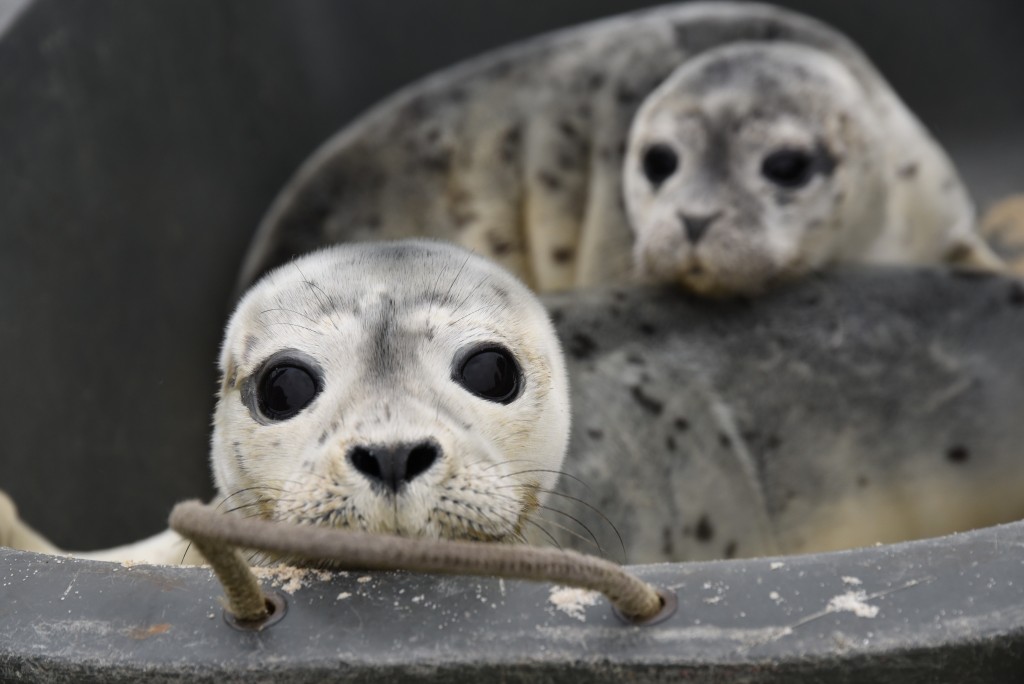 Seehundbabys - kleine Heuler werden auf Sylt angespült