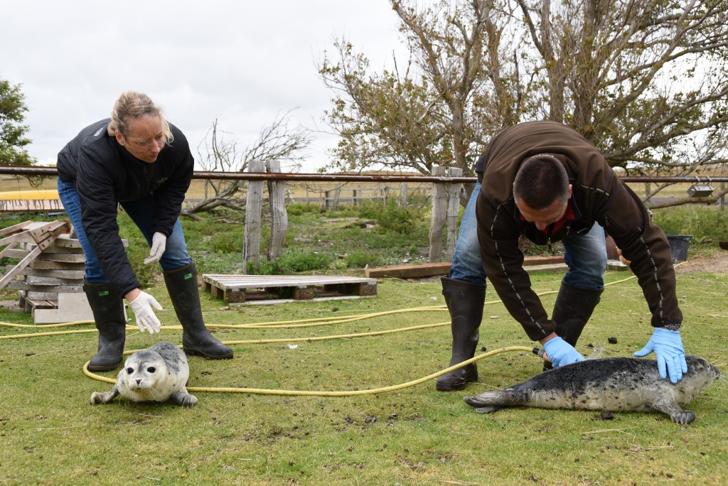 Conni und Thomas Diedrichsen versorgen die Seehundebabys